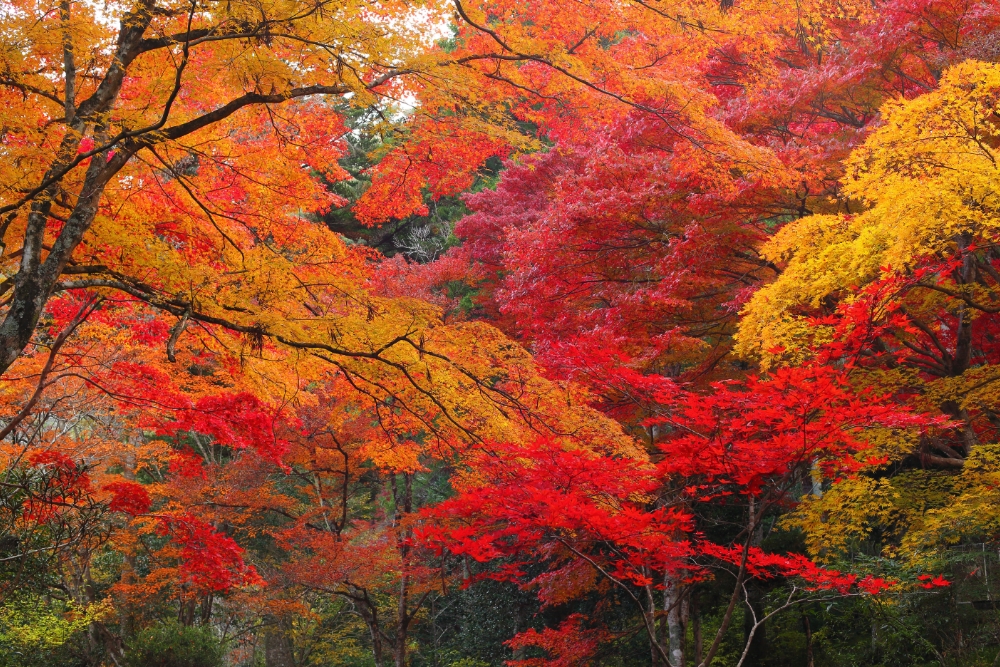 【岡山県内発】 紅葉の石鎚山ロープウェイdeパノラマ空中散歩　日帰り